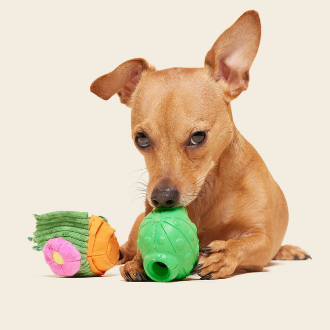 Snactus Super Chewer Durable 2-in-1 + Enrichment Dog Toy