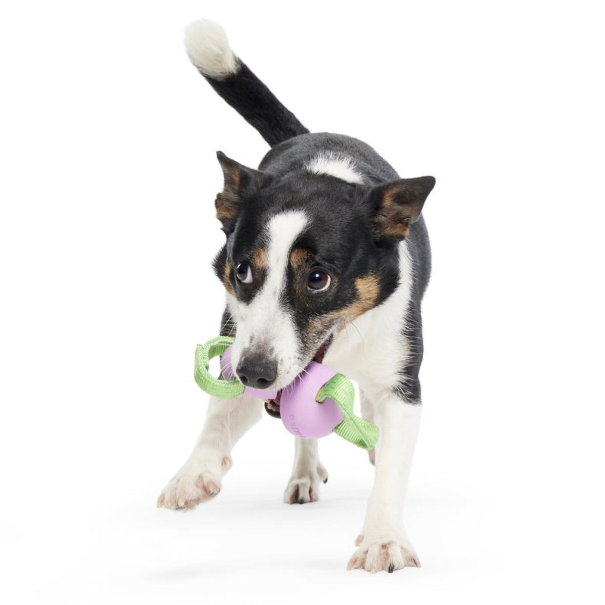 Egg-O-War Tug Super Chewer Durable Tug + Enrichment Dog Toy